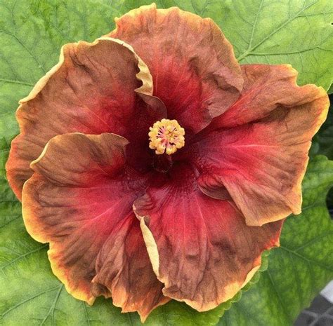 VooDoo Magic – James E. Hendry Chapter Hibiscus