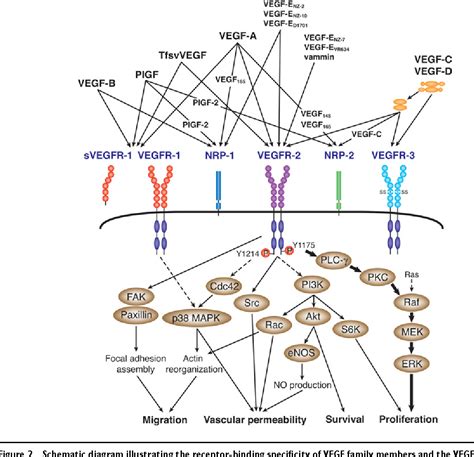 Figure 2 From The Vascular Endothelial Growth Factor Vegfvegf Receptor System And Its Role