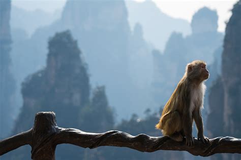 Photo: Blending In - Zhangjiajie Monkeys, by Alex Berger