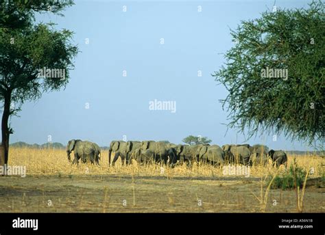 Elephant Waza National Park Cameroon Stock Photo Alamy