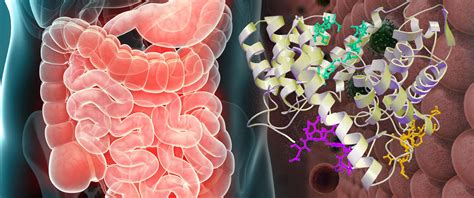BT-11: A New Player on the Path to Cures for Inflammatory Bowel Disease ...