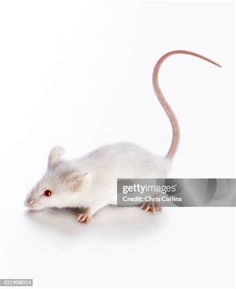 White Mouse High Res Stock Photo Getty Images