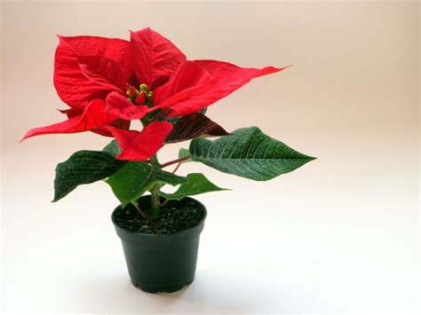 Euphorbia Pulcherrima Fleur De Poinsettia Rouge