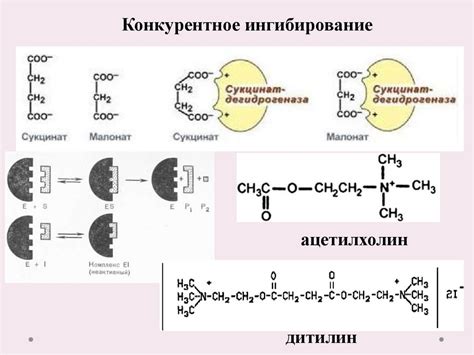 Ферменты. Строение ферментов - презентация онлайн