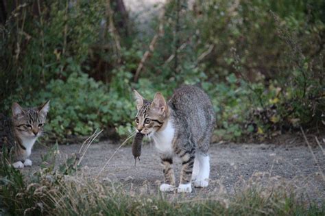 猫がネズミを狩る、持ってくる理由は？ネズミを食べる危険性と対処法について