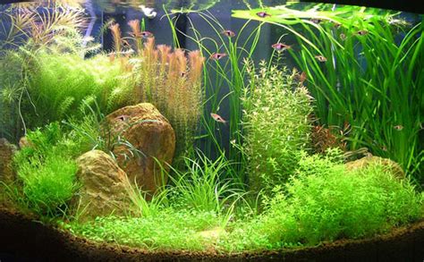 Ротала Валлиха (Rotala wallichii) | АкваДомик