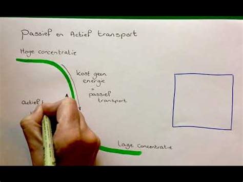 Passief En Actief Transport Biologie H V Youtube