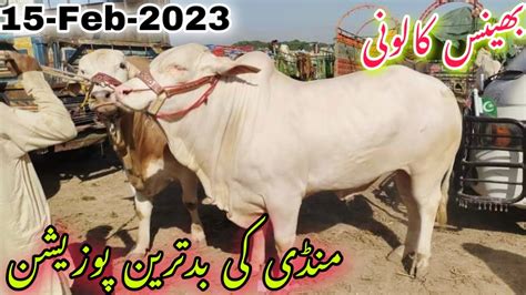 Bhains Colony Cow Mandi Rates Update Feb Bhains Colony Mandi