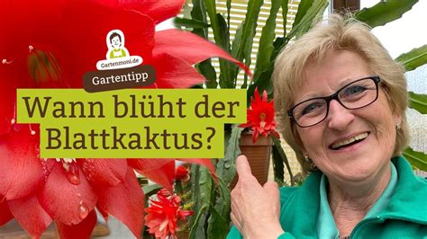 Wann Bl Ht Der Blattkaktus Bauernkaktus Epiphyllum Youtube