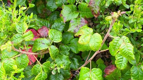 California Poisonous Plants Stock Video Footage 4k And Hd Video Clips