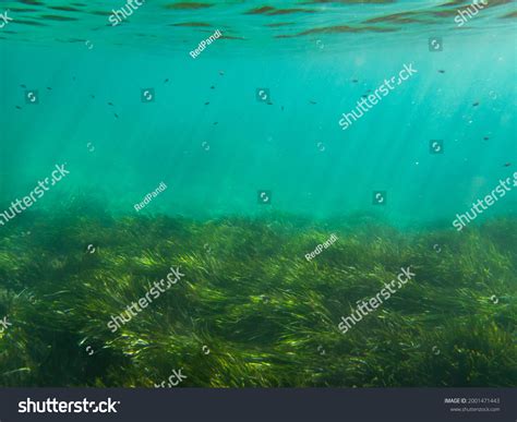 11 Save Posidonia Images, Stock Photos & Vectors | Shutterstock