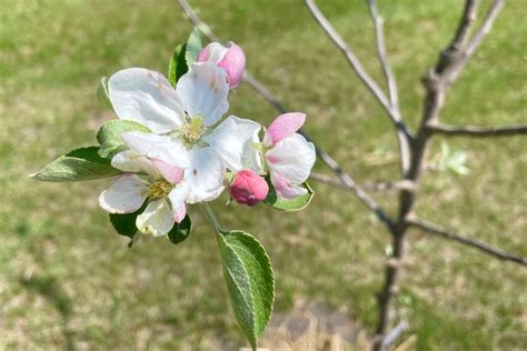 Beginners Guide To Planting Apple Trees
