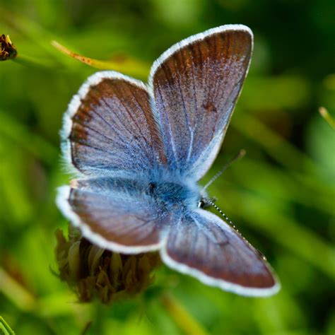 Blauwe Vlinder Wenskaarten Kaartje Go