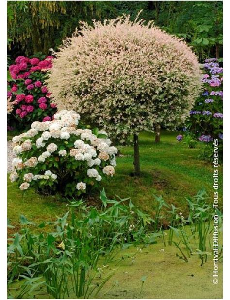 SALIX integra HAKURO-NISHIKI (Saule crevette Hakuro-Nishiki)