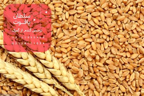 ترخیص گندم از گمرک سلطان یاقوت