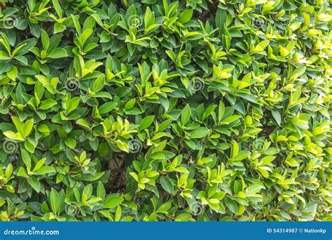 Ornamental Shrubs Wall Shrubs Stock Photo Image