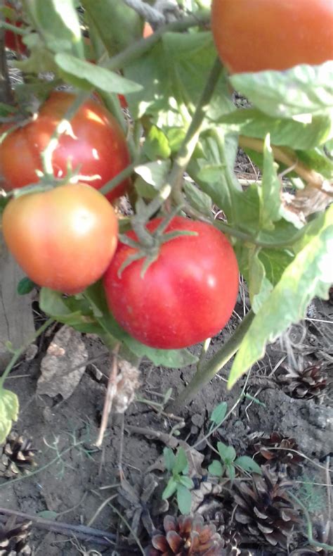 Сеньор помидор - Tomato64