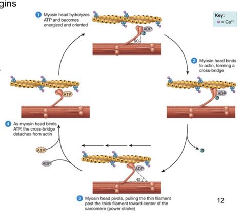 Muscular Tissue Chapter 10 Flashcards Quizlet