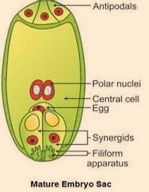 A Draw A Diagram Of A Fully Developed Embryo Sac Of An Angiosperm