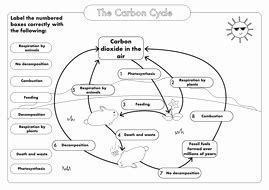 50 Nutrient Cycles Worksheet Answers