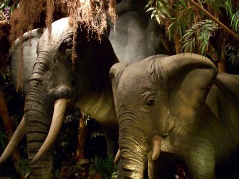 Elephants At The Rainforest Cafe Loren Javier Flickr