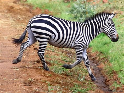 zebra crossing : Story of Africa