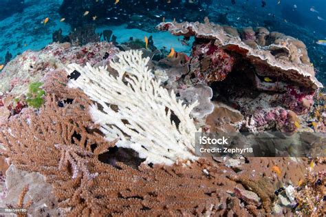 Staghorn Coral Bleaching Caused By Sea Water Thermal Rising Stock Photo ...