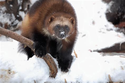 Wolverine Animal Quotes Quotesgram