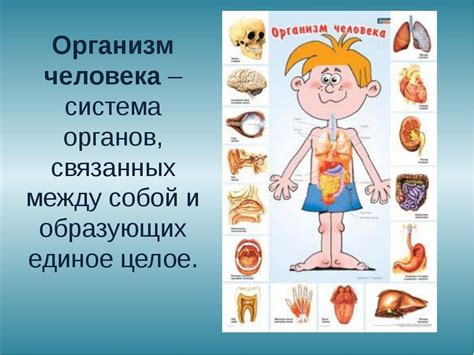 Анатомия человека для детей в картинках