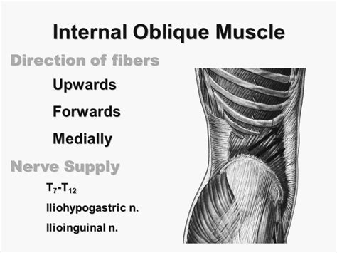 Abdominal Internal Oblique muscle - PT Master Guide