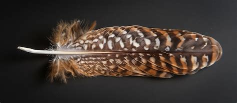 premium photo single feather   owl