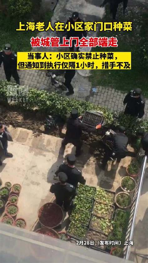 老人在自家院子种菜，被城管上门全部端走城管新浪新闻