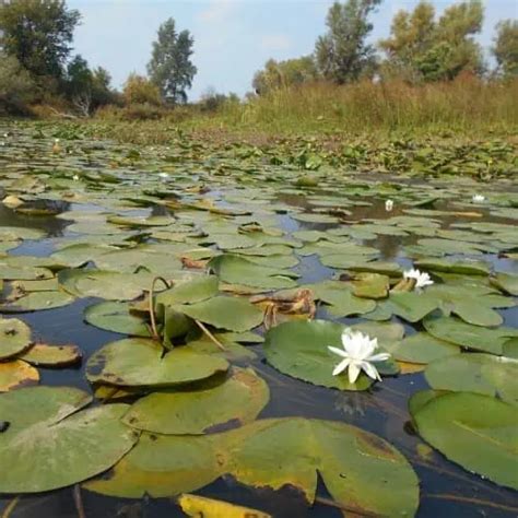 8 Hardy & Easy Floating Pond Plants - Pond Informer