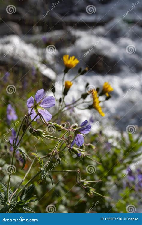 Geranium Maculatum Known As Wild Geranium Spotted Geranium Or Wood