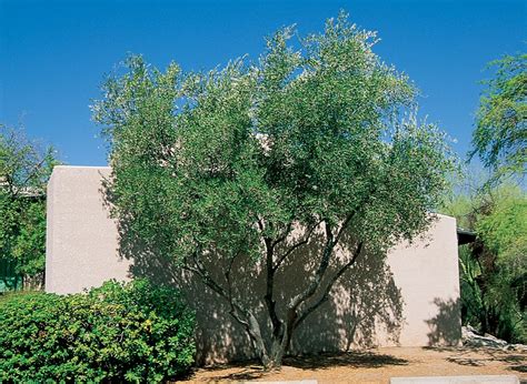 Fruitless Olive Tree Front Yard Landscaping, Landscaping Ideas, Garden Shrubs, Drought Tolerant ...