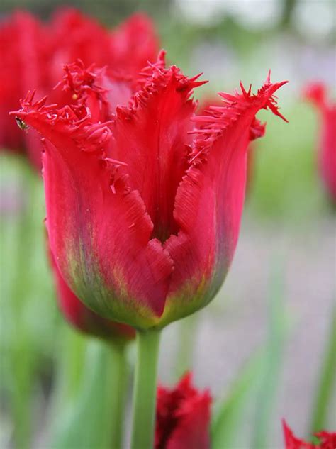 Tulpe Tulipa Pacific Pearl Blumenzwiebeln Und Herbstrhizome