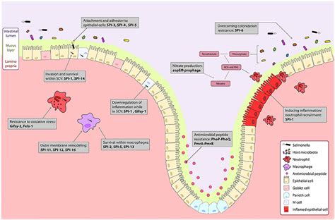 Frontiers Evolution Of Salmonella Host Cell Interactions Through A