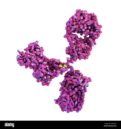 Illustration Showing The Structure Of An Antibody Or Immunoglobulin Molecule These Y Shaped