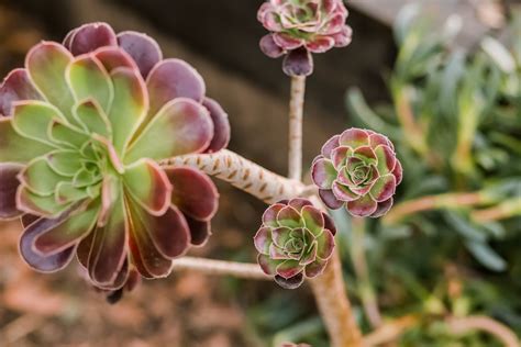 Aeonium Flower