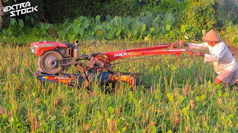 Terjebak Rumput Dan Lumpur Traktor Sawah Kesulitan Bekerja Di Lahan