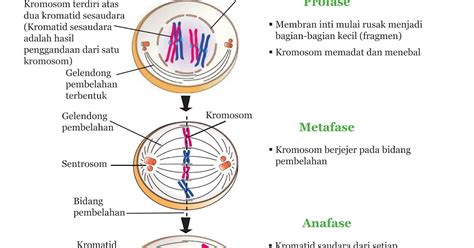 Mengapa Pembentukan Sel Kelamin Terjadi Melalui Proses Pembelahan Meiosis