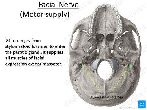 Blood Supply Nerve Supply Of Face Ppt