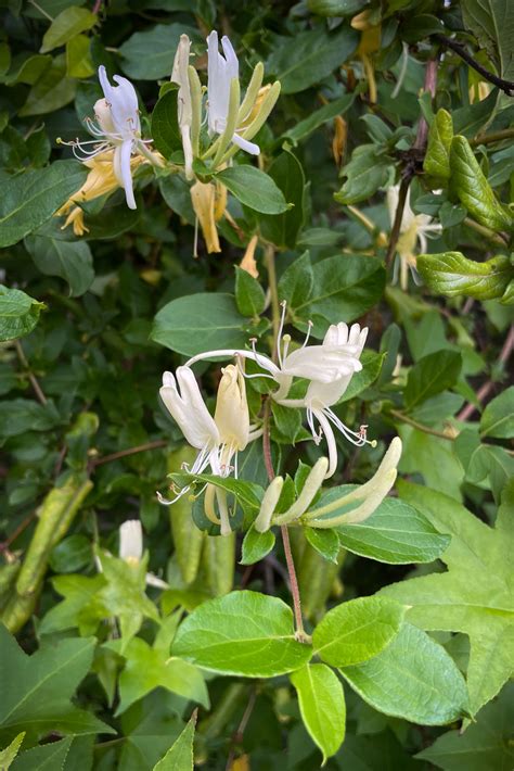 Japanese Honeysuckle - Where The Dogwood Blooms