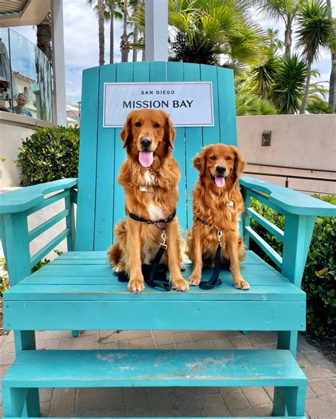 23 Pet & Dog-Friendly Hotels in San Diego County: Ultimate List