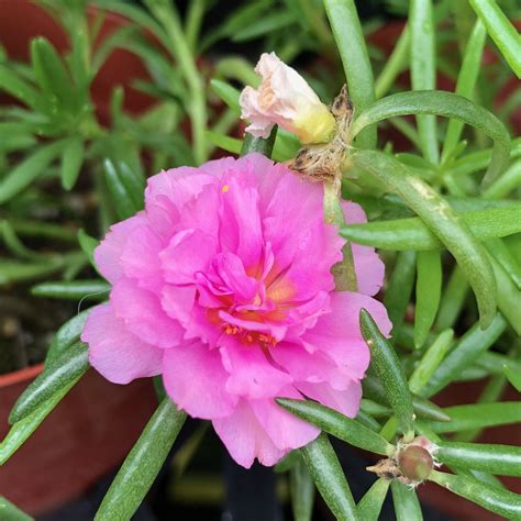 Portulaca Grandiflora Portulaca Grandiflora Plants Garden