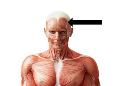 Muscular System Anatomy Flashcards Quizlet