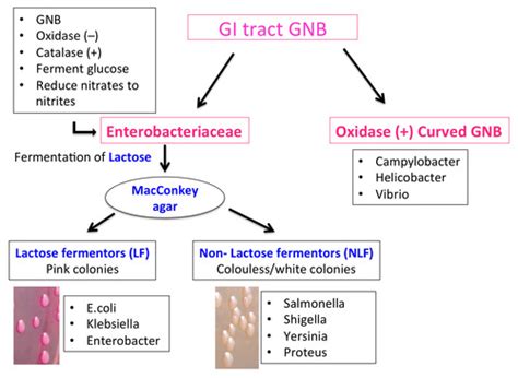 Microbiology E Coli Flashcards Quizlet