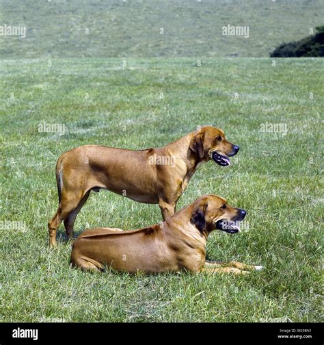 Rhodesian ridgebacks fotografías e imágenes de alta resolución Alamy