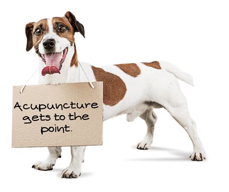 Acupuncture and Acupressure for Dogs in Sligo - Atlantic Points 