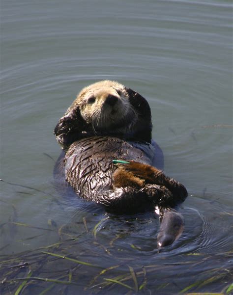 Morro Bay Sea Otter Bennilover Flickr